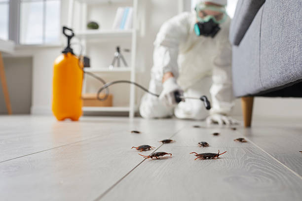 Commercial Rodent Management in Ramtown